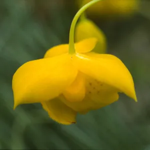 Calochortus pulchellus