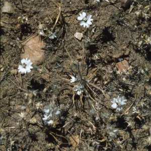 Calycadenia villosa