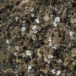 Calycadenia villosa
