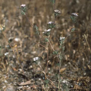 Calycadenia villosa