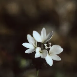 Calycadenia villosa