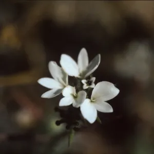 Calycadenia villosa