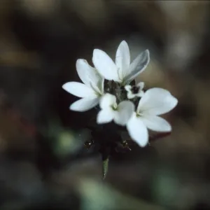 Calycadenia villosa