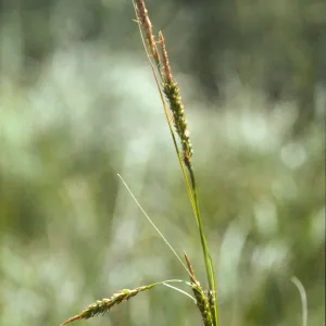 Carex obispoensis