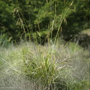 Carex obispoensis