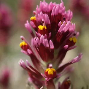 Castilleja exserta ssp. venusta