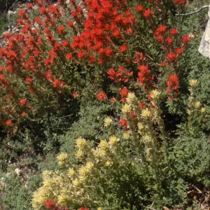 Castilleja martinii