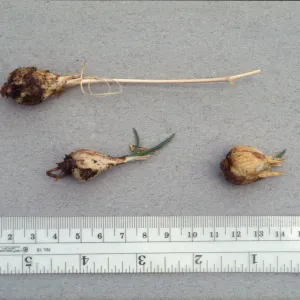 Chlorogalum purpureum bulbs