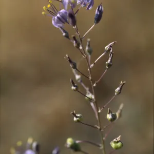 Chlorogalum purpureum