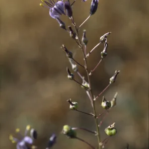 Chlorogalum purpureum