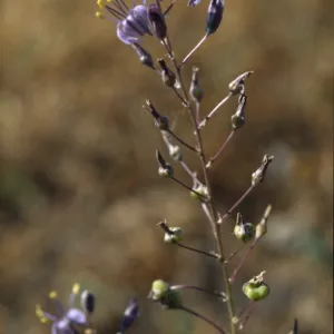 Chlorogalum purpureum var. purpureum