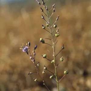 Chlorogalum purpureum