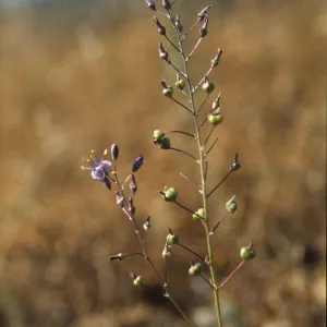 Chlorogalum purpureum