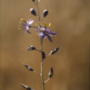 Chlorogalum purpureum