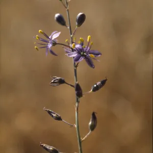 Chlorogalum purpureum var. purpureum