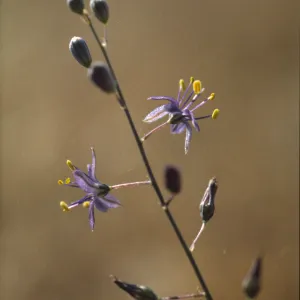 Chlorogalum purpureum