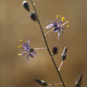 Chlorogalum purpureum