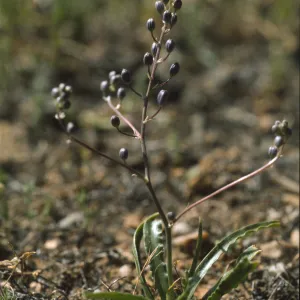 Chlorogalum purpureum var. reductum