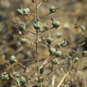 Chlorogalum purpureum var. reductum