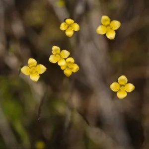 Cicendia quadrangularis