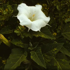 Datura stramonium