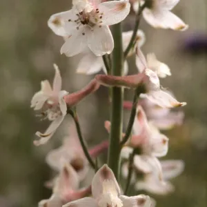 Delphinium parishii ssp. pallidum
