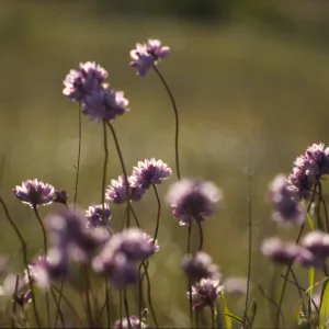 Dichelostemma ida-maia
