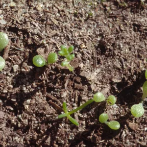 Dudleya nesiotica, seedlings