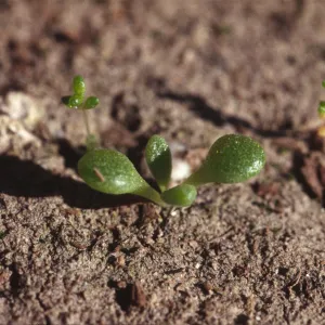 Dudleya nesiotica, seedlings