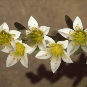 Dudleya nesiotica