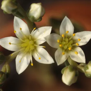 Dudleya nesiotica