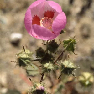 Eremalche rotundifolia