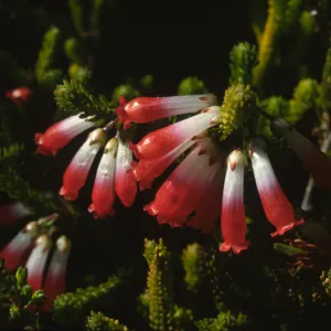 Erica regia