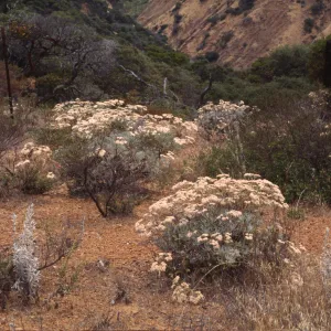 Eriogonum xblissianum