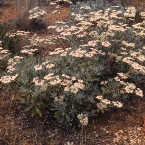 Eriogonum xblissianum
