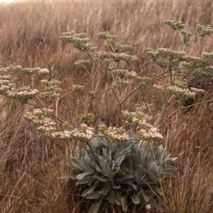 Eriogonum giganteum