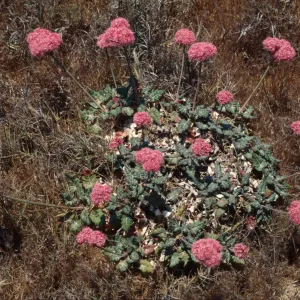 Eriogonum grande ssp. rubescens