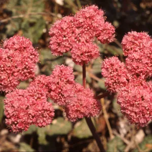 Eriogonum grande var. rubescens