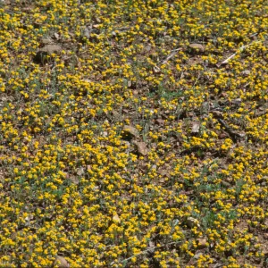Eriophyllum multicaule