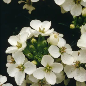 Erysimum franciscanum