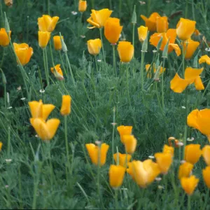 Eschscholzia californica