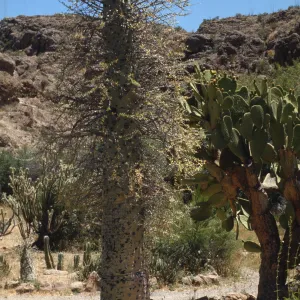 Fouquieria columnaris