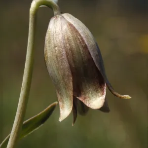 Fritillaria agrestis