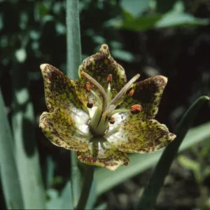 Fritillaria pinetorum