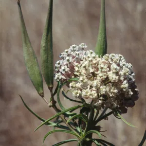 Asclepias fascicularis