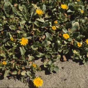 Grindelia stricta var. platyphylla