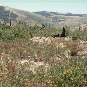 Helianthemum greenei