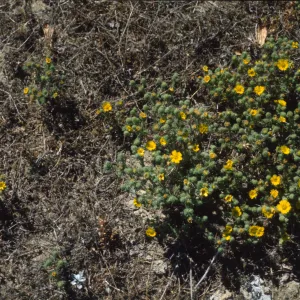 Hemizonia increscens ssp. villosa