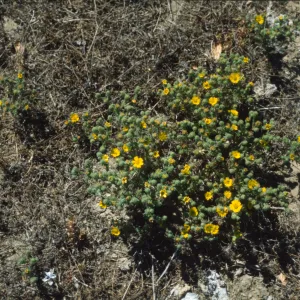 Hemizonia increscens ssp. villosa