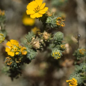 Hemizonia increscens ssp. villosa
